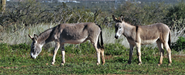 herd of donkeys